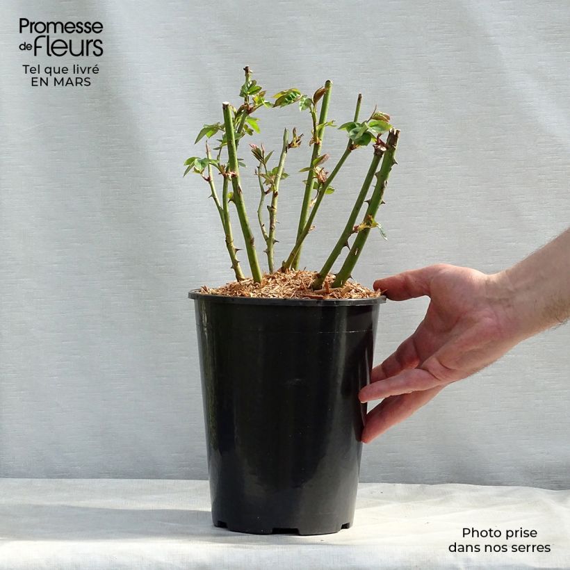 Amostra de Roseira miniatura Lemon Fizz Vaso de 3 L/4 L tal como entregue no inverno