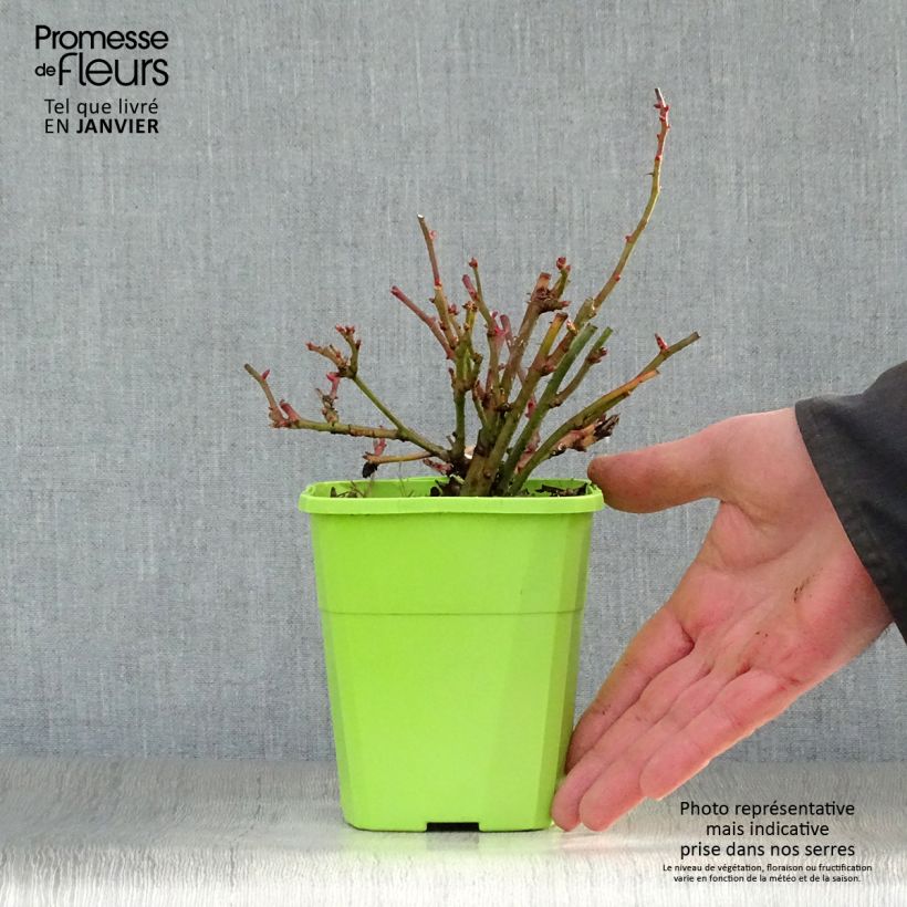 Amostra de Rosier nain Lilliputs Anne Roumanoff Vaso de 1,5 L/2 L tal como entregue no inverno