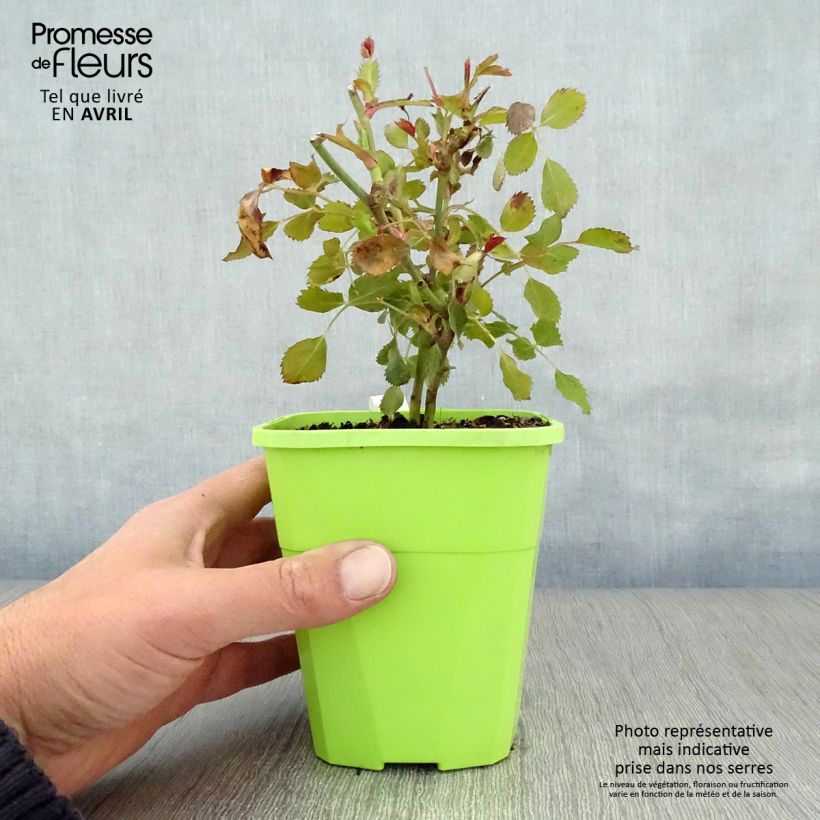 Amostra de Roseira miniatura Schöne Koblenzerin Vaso de 1,5 L/2 L tal como entregue na primavera