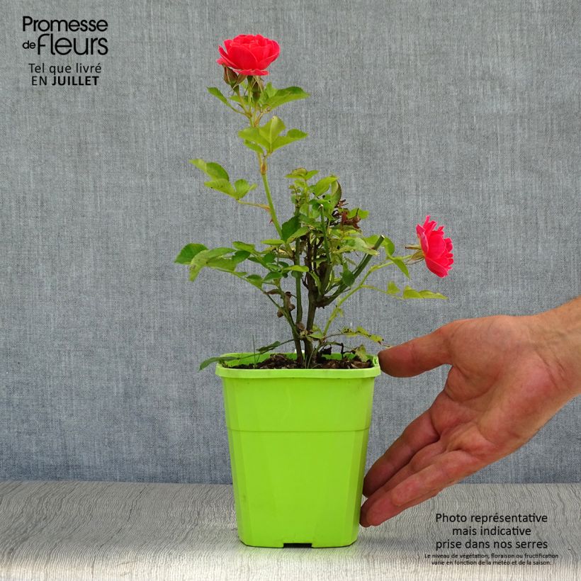 Amostra de Roseira miniatura Lilliputs Mandarin Vaso de 1,5 L/2 L tal como entregue no verão