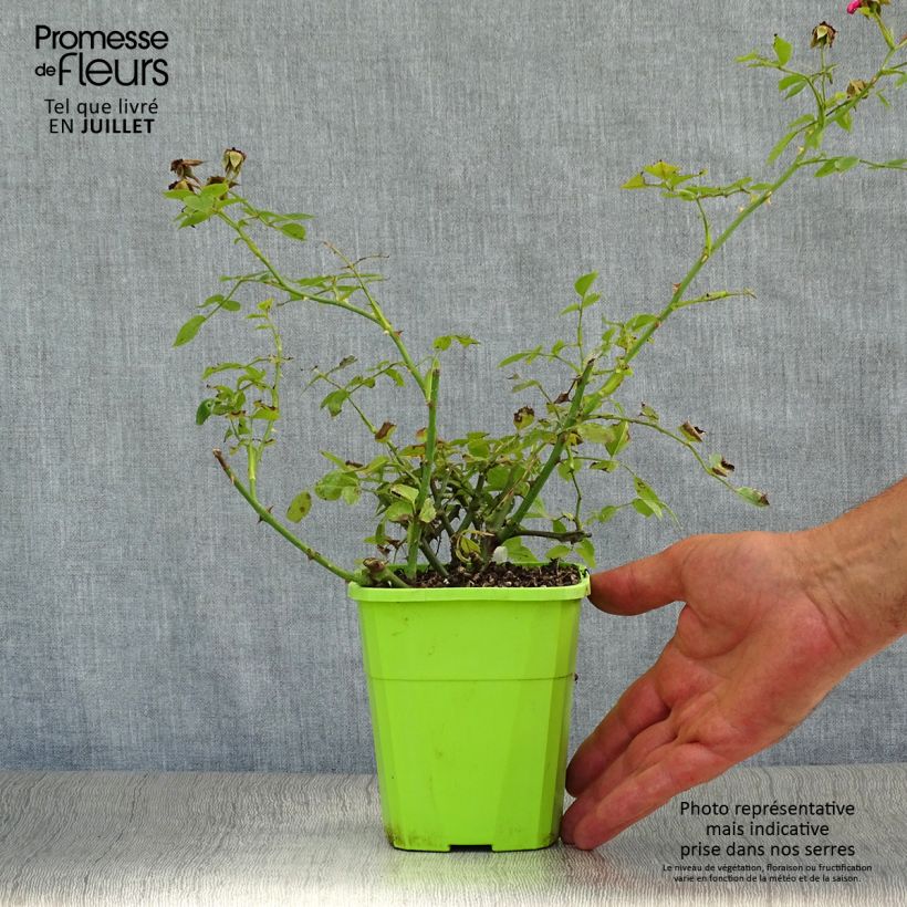 Amostra de Roseira miniatura Lilliputs Roxy Vaso de 3 L/4 L tal como entregue no verão