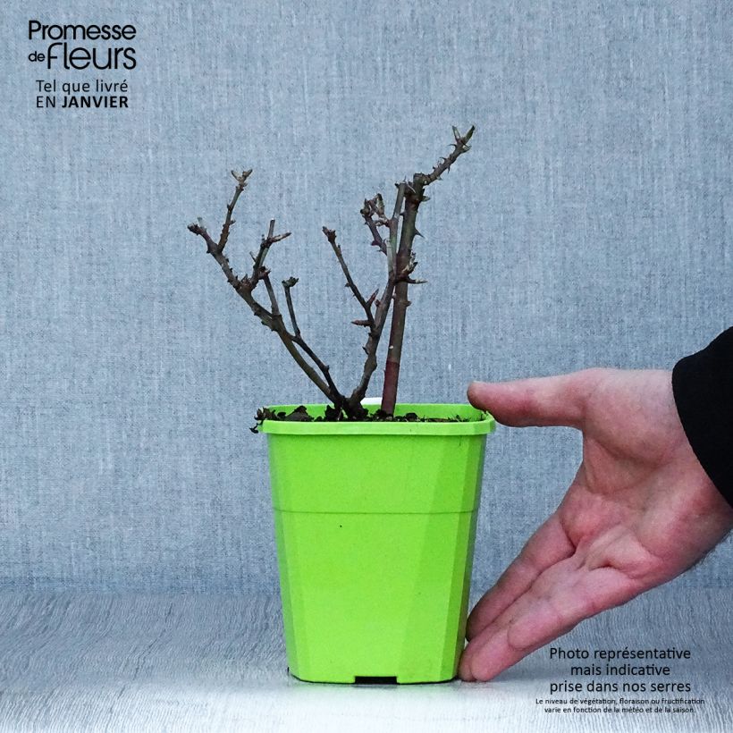 Amostra de Roseira miniatura Lilliputs Little Sunset Vaso de 1,5 L/2 L tal como entregue no inverno