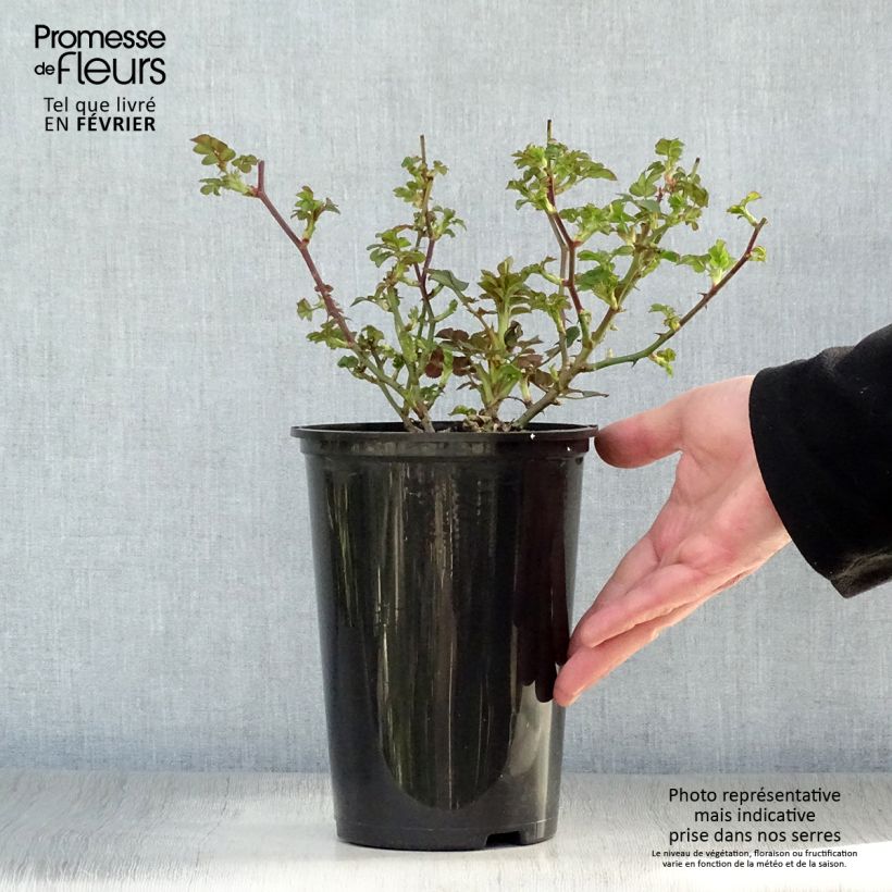 Amostra de Roseira miniatura Lilliputs Little Sunset Vaso de 3 L/4 L tal como entregue no inverno