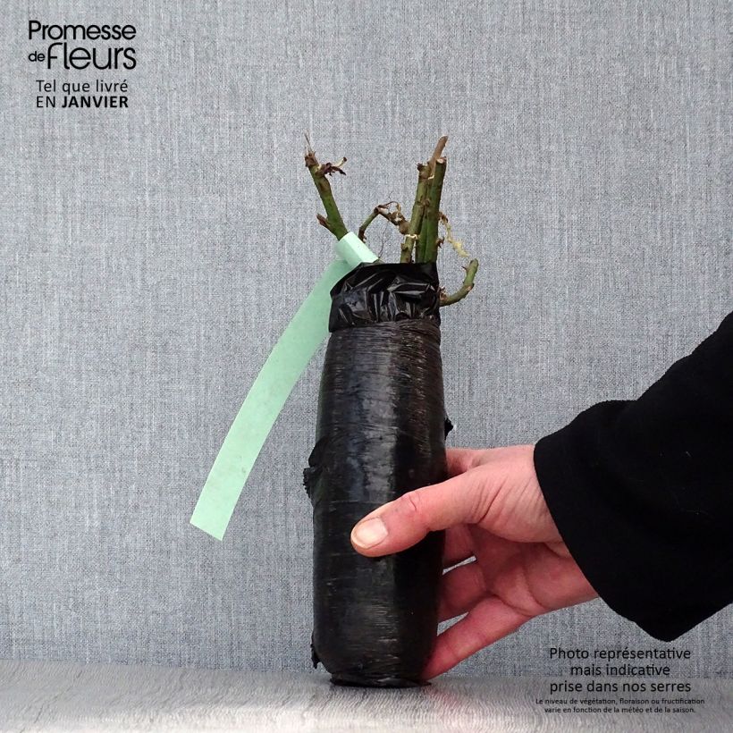 Amostra de Roseira miniatura Queen Babylon Eyes Raízes nuas em torrão tal como entregue no inverno