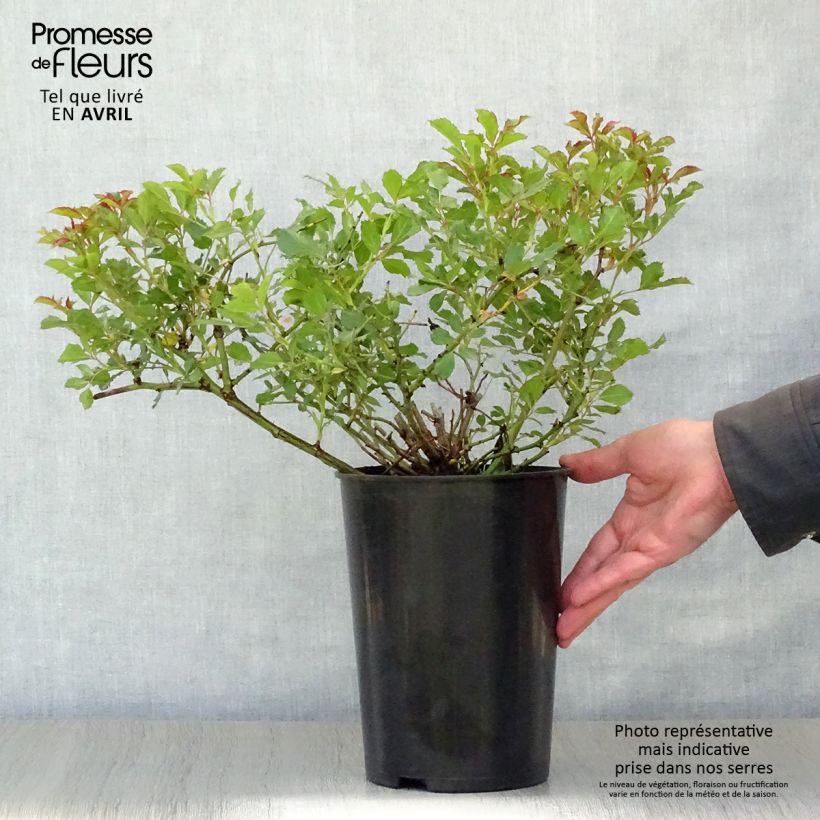 Amostra de Roseira miniatura Queen Babylon Eyes Vaso de 4 L/5 L tal como entregue na primavera