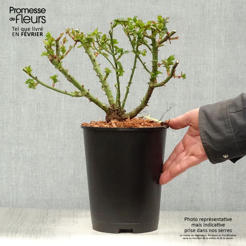 Amostra de Rosier nain Ruby Ruby Vaso de 3 L/4 L tal como entregue no inverno