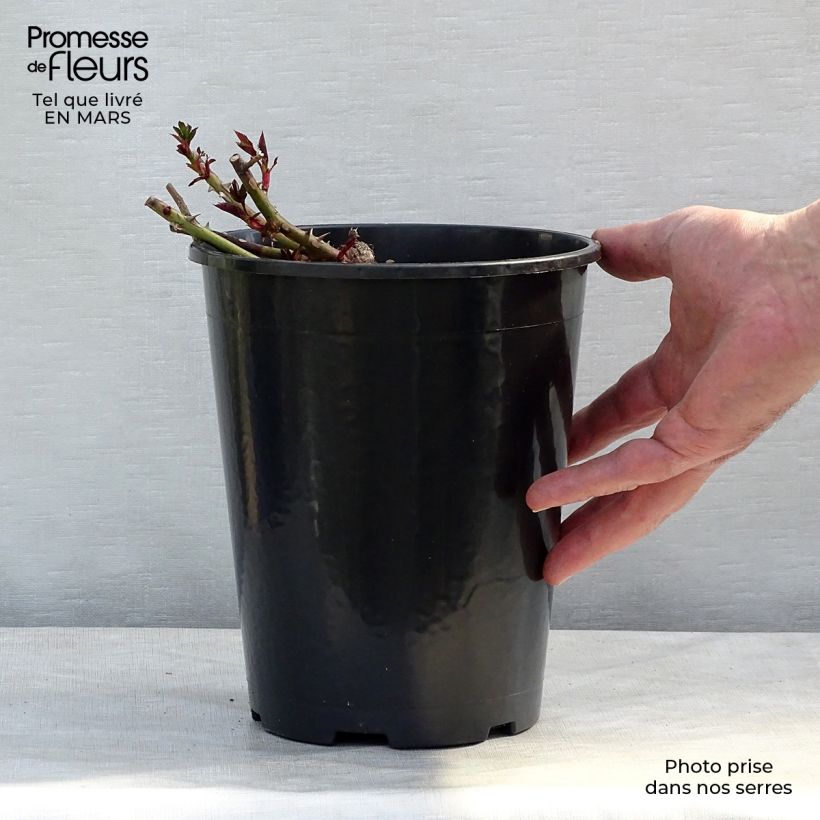 Amostra de Roseira miniatura Sunshine Babylon Eyes Vaso de 4 L/5 L tal como entregue na primavera