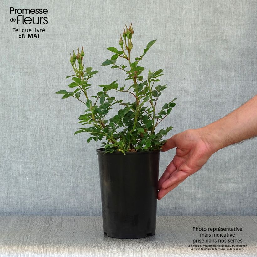 Amostra de Roseira miniatura Sweet Dream Vaso de 3 L/4 L tal como entregue na primavera