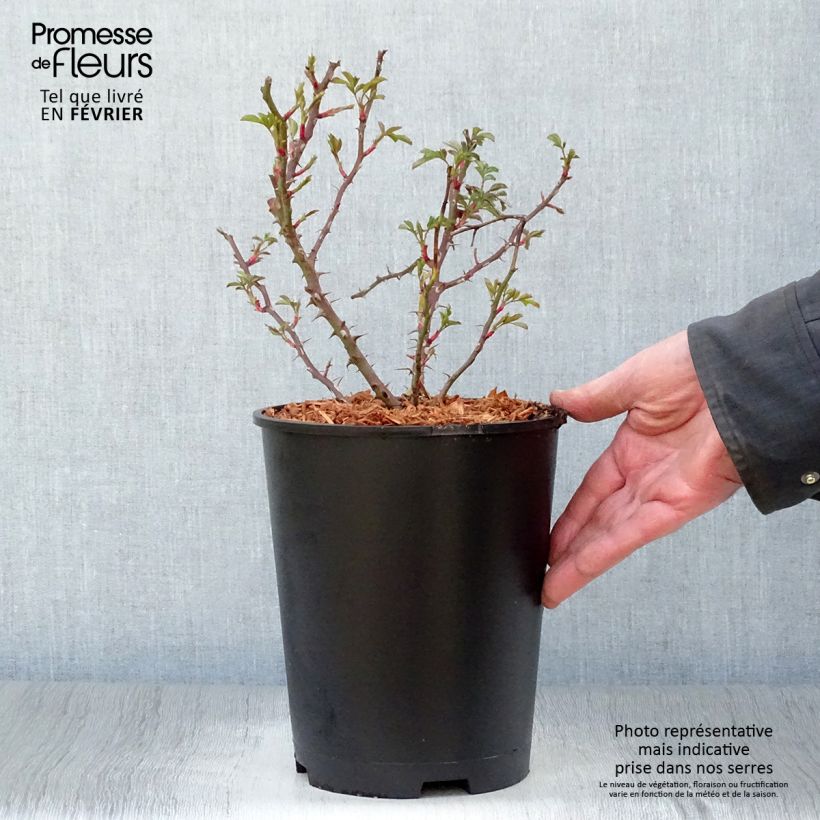 Amostra de Rosier nain Trendy Babylon Eyes Vaso de 4 L/5 L tal como entregue no inverno