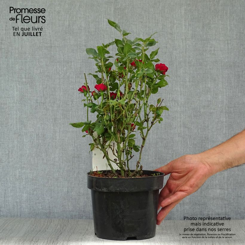 Amostra de Roseira miniatura Zepeti Vaso de 3 L/4 L tal como entregue no verão