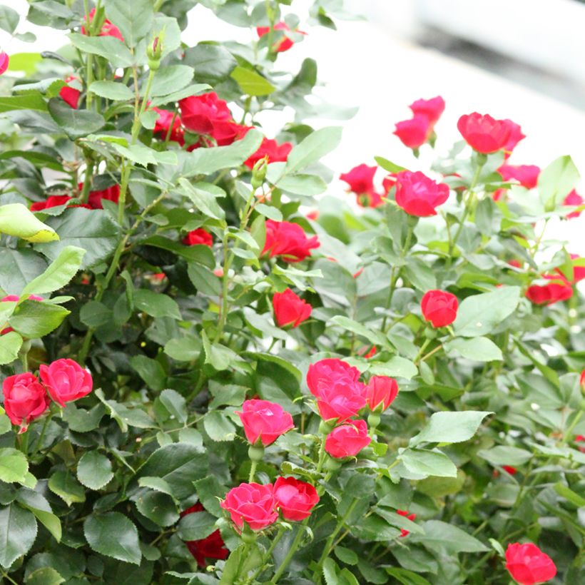 Roseira miniatura Zepeti (Hábito)