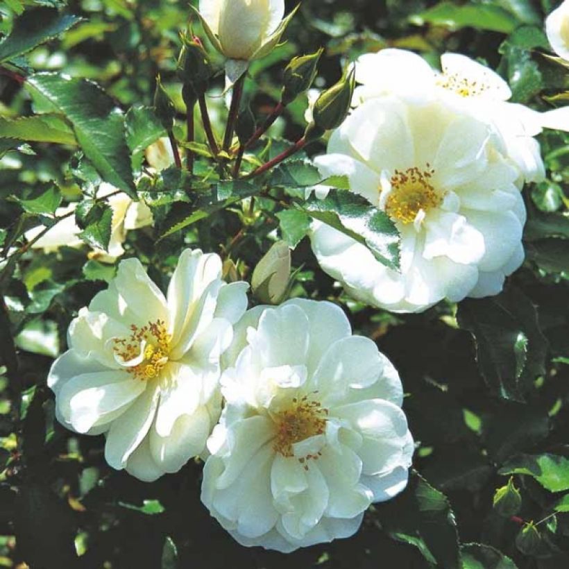 Roseira paisagística Flower Carpet White (Floração)