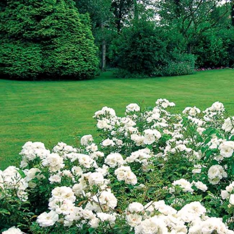 Roseira paisagística Flower Carpet White (Hábito)