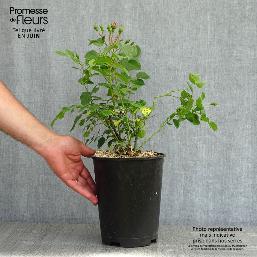 Amostra de Rosier paysager couvre-sol Les Quatre Saisons Pot de 4L/5L tal como entregue na primavera
