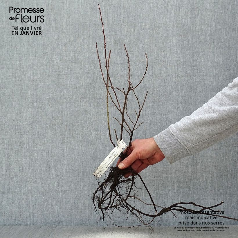 Amostra de Rosa pimpinellifolia  - Roseira brava Raízes nuas tal como entregue no inverno