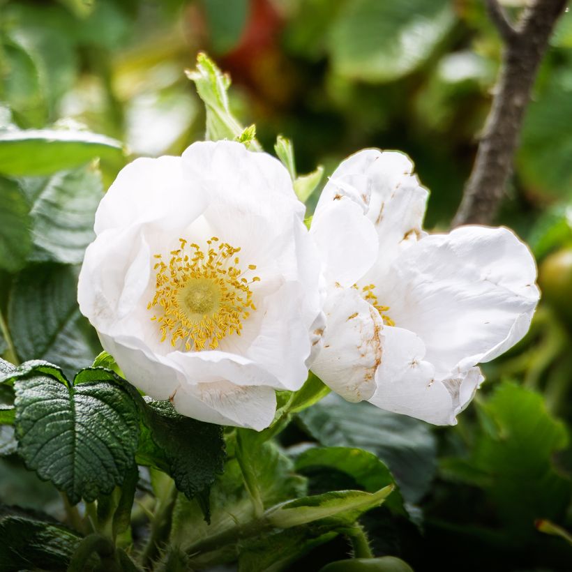 Roseira rugosa rugosa Alba (Floração)