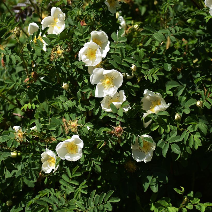 Roseira rugosa rugosa Alba (Hábito)