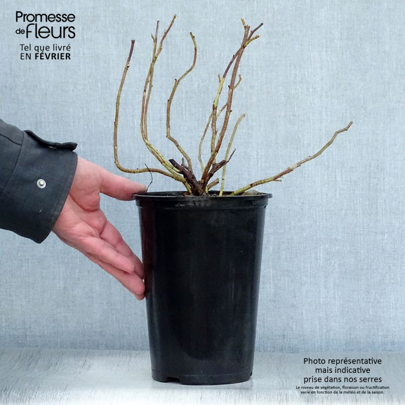 Amostra de Roseira rugosa rugosa Alba Vaso de 3 L/4 L tal como entregue no inverno