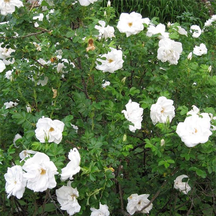 Roseira rugosa Blanc Double de Coubert (Hábito)