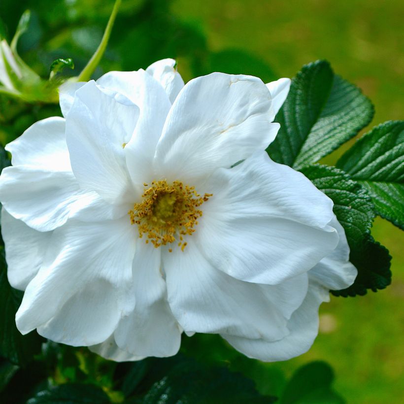 Roseira rugosa Blanc Double de Coubert (Floração)