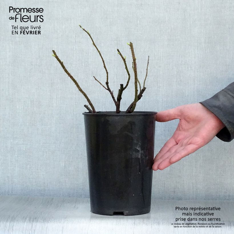 Amostra de Roseira rugosa Blanc Double de Coubert Vaso de 4 L/5 L tal como entregue no inverno