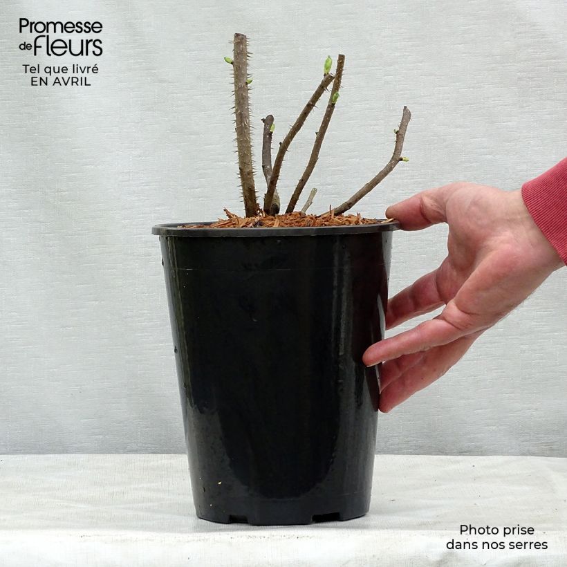 Amostra de Roseira rugosa Blanc Double de Coubert Vaso de 4 L/5 L tal como entregue na primavera