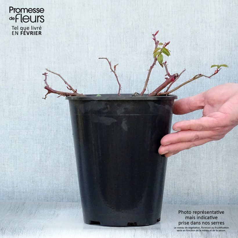 Amostra de Rosier rugosa Frau Dagmar Hastrup Vaso de 2 L/3 L tal como entregue no inverno