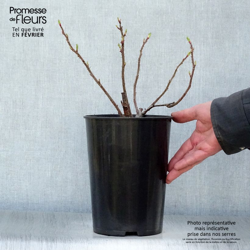 Amostra de Roseira rugosa Hansa Vaso de 4 L/5 L tal como entregue no inverno