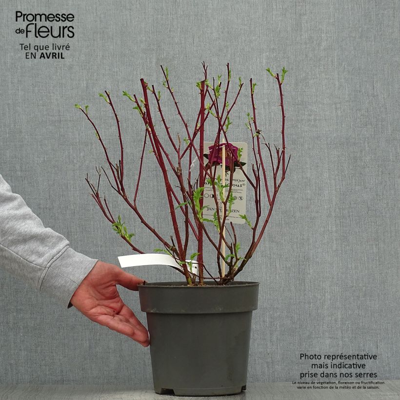 Amostra de Roseira rugosa Jam-a-licious Vaso de 4 L/5 L tal como entregue na primavera