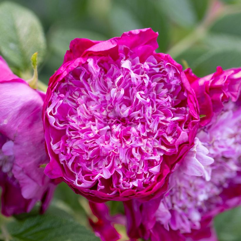 Roseira rugosa Pompom Perfume (Floração)