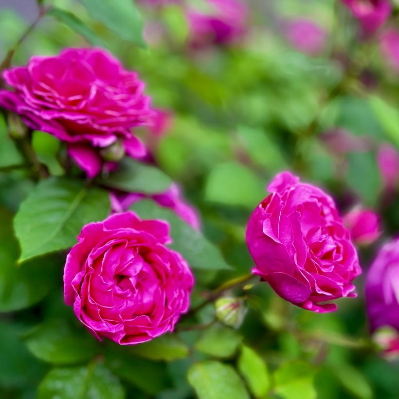 Roseira rugosa Roseraie de l'Hay (Floração)