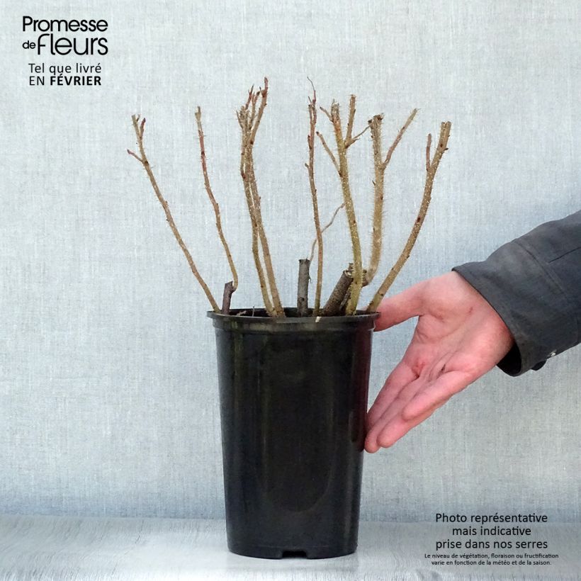 Amostra de Roseira rugosa rugosa Rubra Vaso de 2 L/3 L tal como entregue no inverno