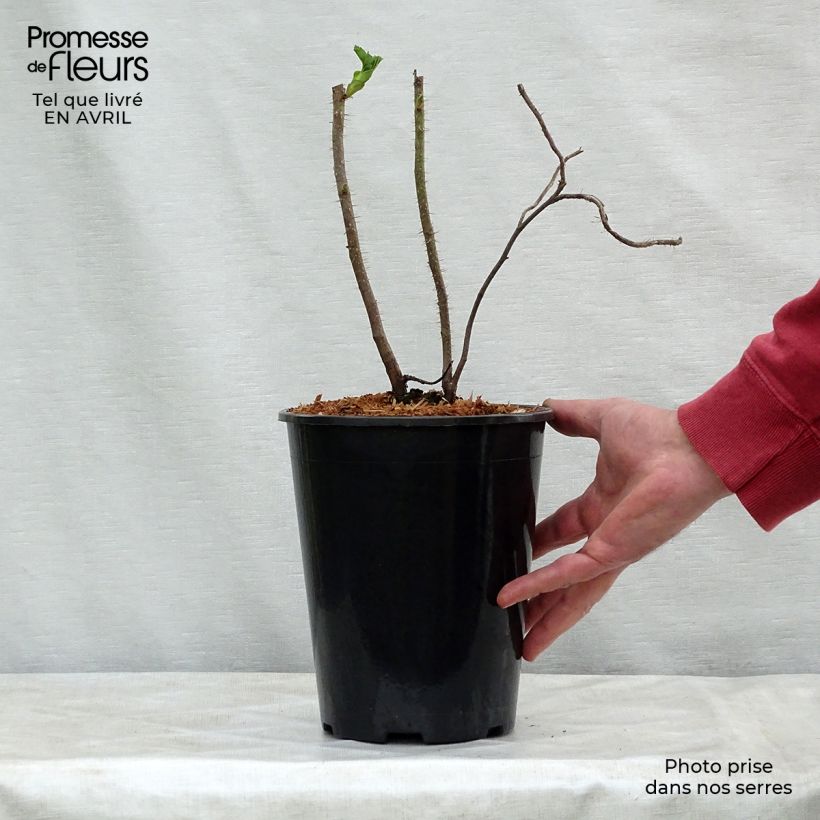 Amostra de Roseira rugosa rugosa Rubra Vaso de 2 L/3 L tal como entregue na primavera