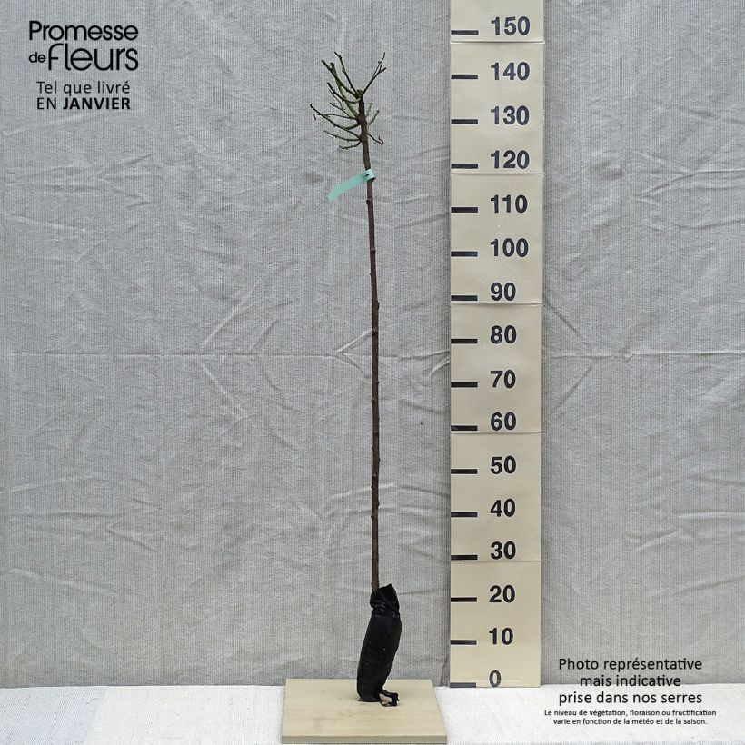 Amostra de Rosier tige Ballerina  Raízes nuas em torrão, Haste tal como entregue no inverno