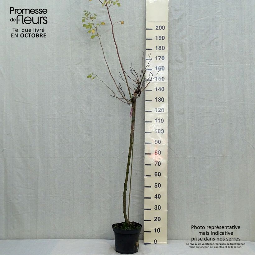Amostra de Roseira padrão Flower Carpet Amber Vaso de 7,5 L/10 L, Haste tal como entregue no outono