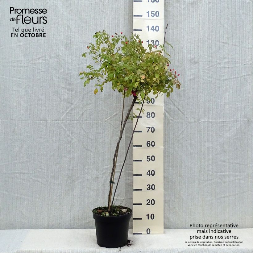 Amostra de Roseira padrão Flower Carpet Pink Vaso de 7,5 L/10 L, Haste tal como entregue no outono