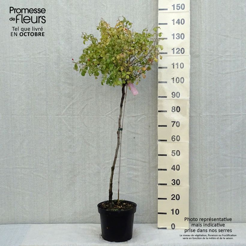 Amostra de Roseira padrão Flower Carpet Appleblossom Vaso de 7,5 L/10 L, Haste tal como entregue no outono