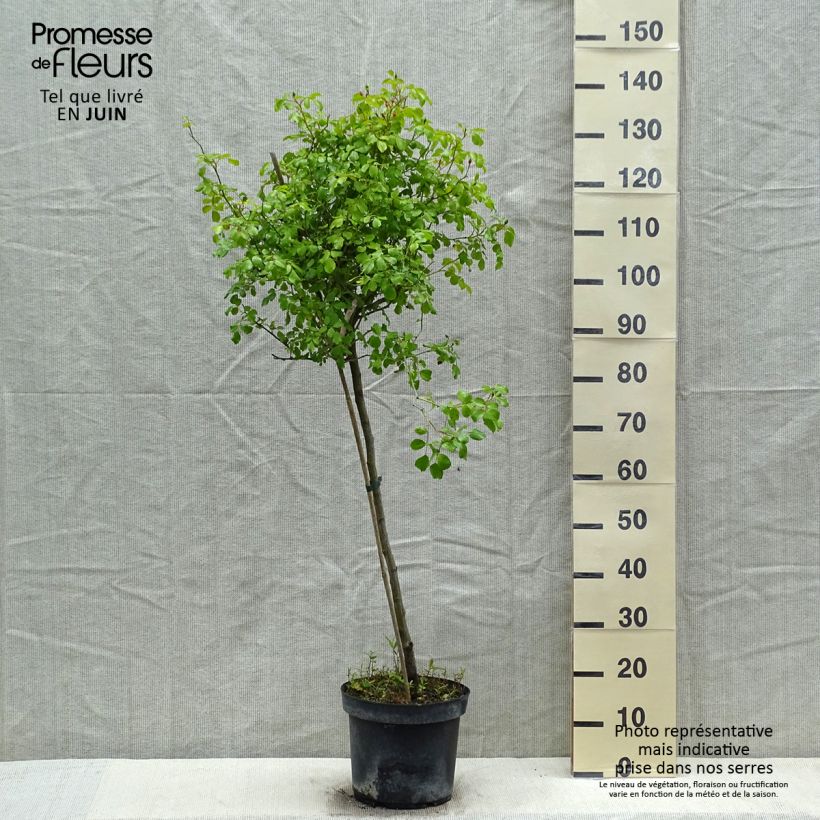 Amostra de Roseira padrão Flower Carpet Appleblossom Vaso de 7,5 L/10 L, Haste tal como entregue na primavera