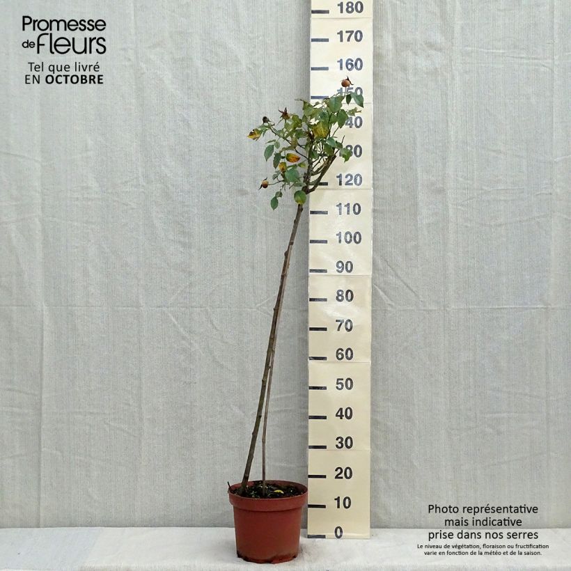 Amostra de Roseira padrão Friesia Vaso de 7,5 L/10 L, Haste tal como entregue no outono