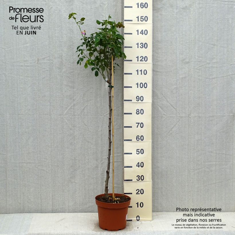 Amostra de Roseira padrão Gertrude Jekyll Vaso de 7,5 L/10 L, Haste tal como entregue no verão
