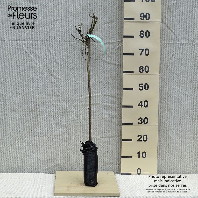 Amostra de Rosier tige Global Hit Raízes nuas em torrão, Haste tal como entregue no inverno