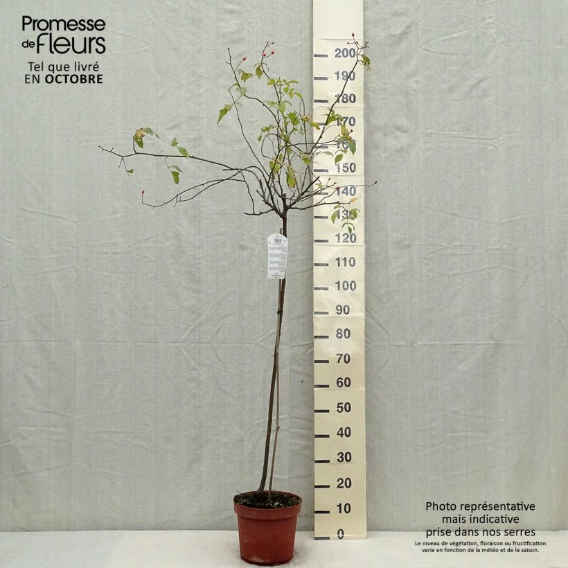 Amostra de Roseira padrão Guirlande d'Amour Vaso de 7,5 L/10 L, Haste tal como entregue no outono