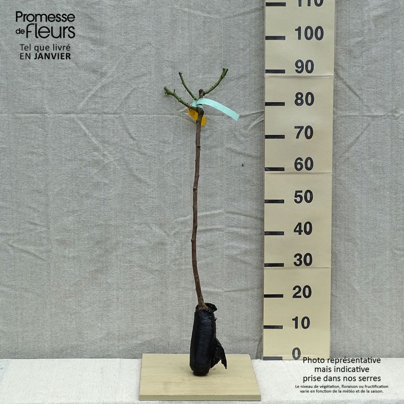 Amostra de Rosier tige Hansestadt Rostock Petites Racines nues tal como entregue no inverno