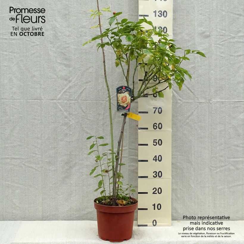 Amostra de Roseira padrão Hansestadt Rostock Vaso de 4 L/5 L, Haste tal como entregue no outono