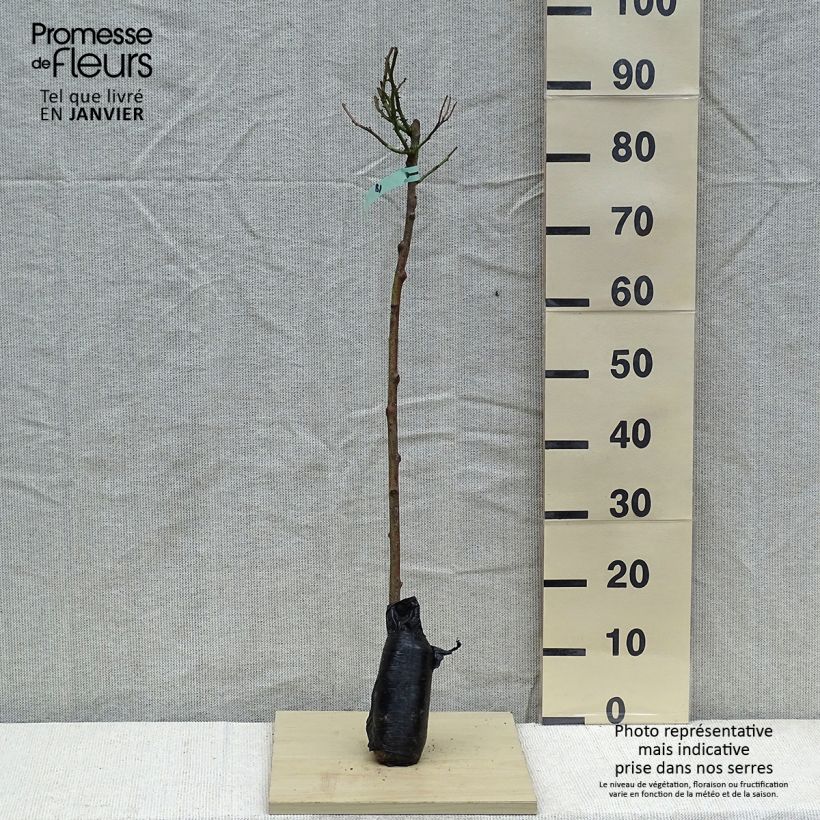 Amostra de Rosier tige Heidi Klum  Racines nues en motte tal como entregue no inverno