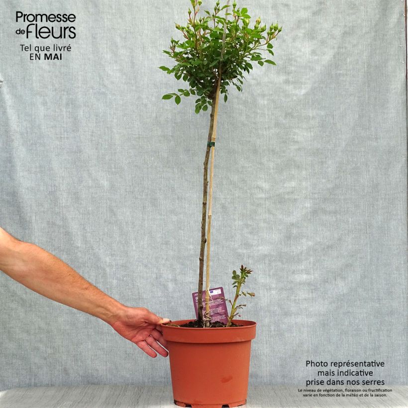 Amostra de Roseira padrão Honeymilk Vaso de 7,5 L/10 L, Haste tal como entregue na primavera