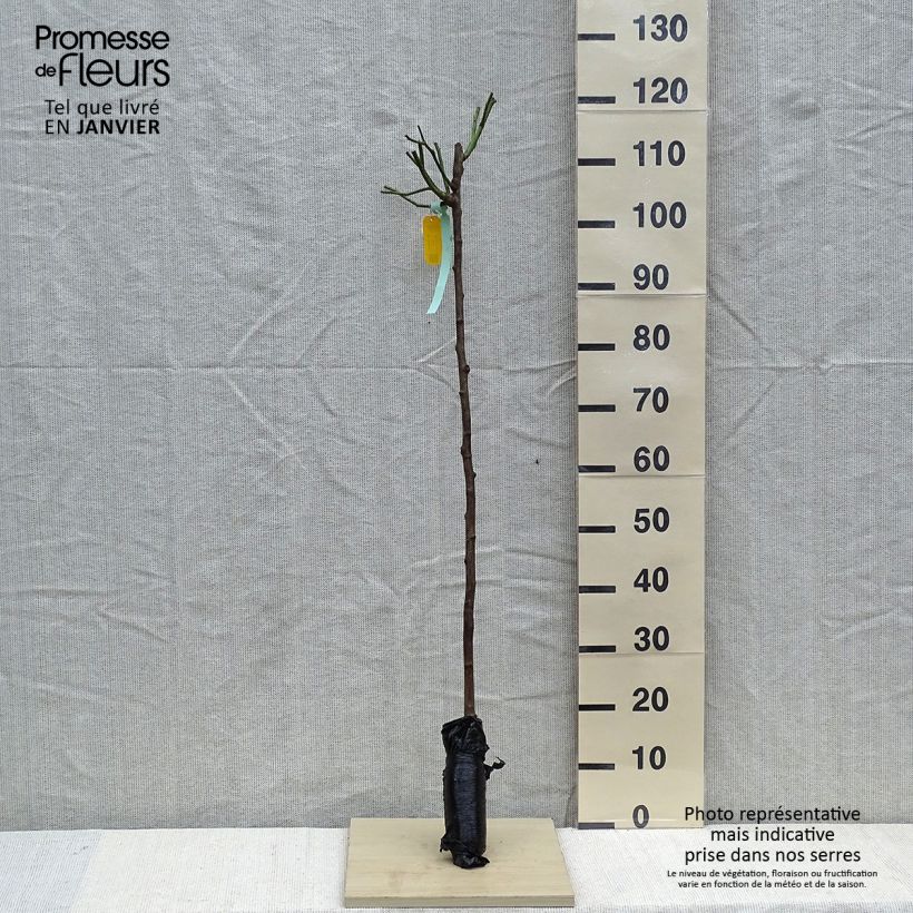 Amostra de Rosier tige Iceberg (Fée des neiges) Petites Racines nues tal como entregue no inverno