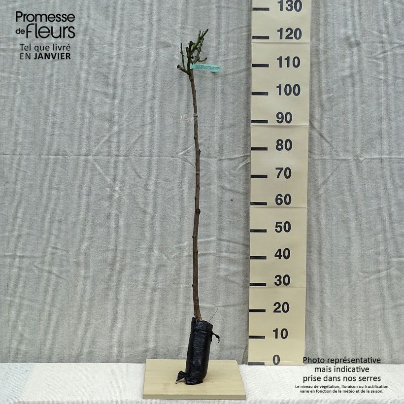 Amostra de Rosier tige Ingrid Bergman Raízes nuas em torrão, Haste tal como entregue no inverno