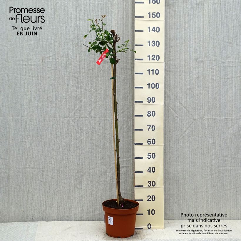 Amostra de Roseira padrão Flower Carpet Scarlet Vaso de 7,5 L/10 L, Haste tal como entregue no verão