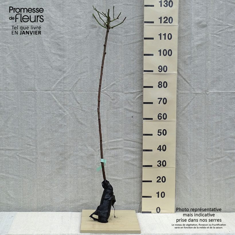 Amostra de Rosier tige Lavender Dream Raízes nuas em torrão, Haste tal como entregue no inverno